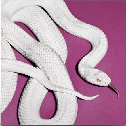 Private Music - Indie Only Fog Vinyl