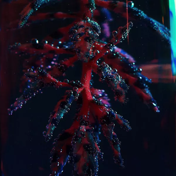 Cocoon Crush