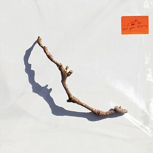 I Inside The Old Year Dying by PJ Harvey