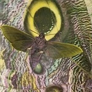 Pay Attention! by The Mothmen