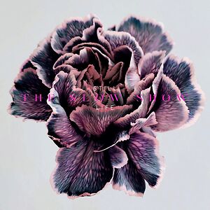Still Life by The Slow Show