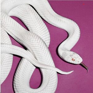 Private Music - Indie Only Fog Vinyl by Deftones