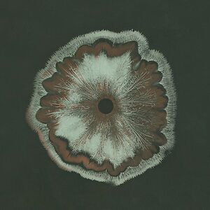 Scheef (Dollkraut Rework) by Eefje de Visser