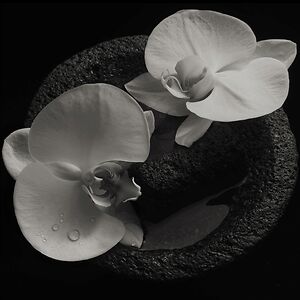 Corpse Flower by Mike Patton & Jean-Claude Vannier