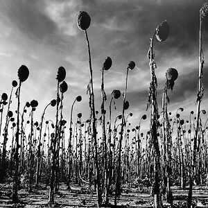 Anastasis by Dead Can Dance
