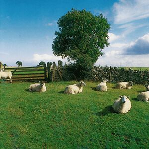 Chill Out by The KLF