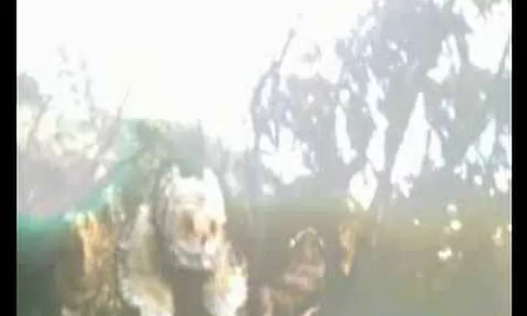 Goldfrapp - Eat Yourself [Super 8]