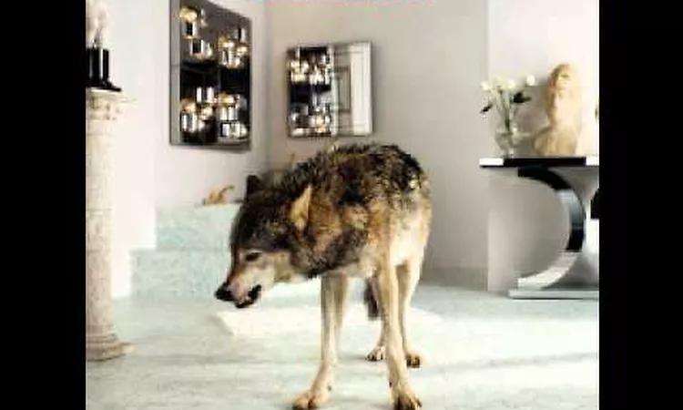 Grinderman - Palaces Of Montezuma