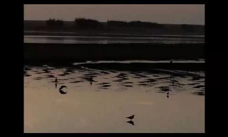 Chantal Acda - Wintercoat
