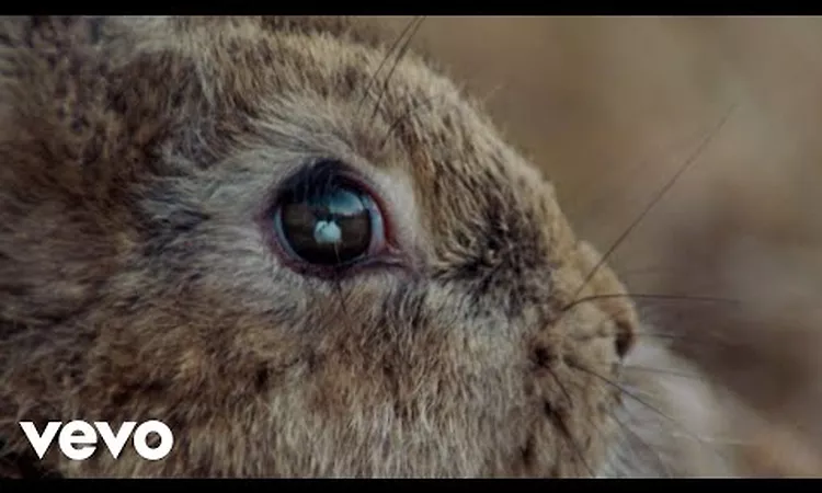 Ben Howard - What A Day (Official Video)