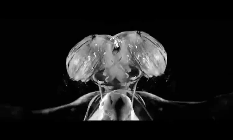 Go March - Lighthouse (official video)