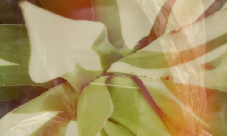 BOOK OF AIR - se (in) de bos  (excerpt)?g r a n v a t?