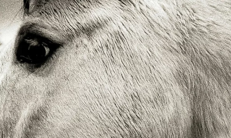 Bonny Light Horseman ? "Bonny Light Horseman" (Official Audio)