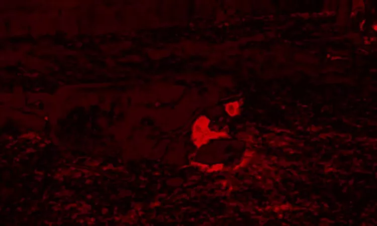  Cochemea - Pyramid of the Sun (Trailer)
