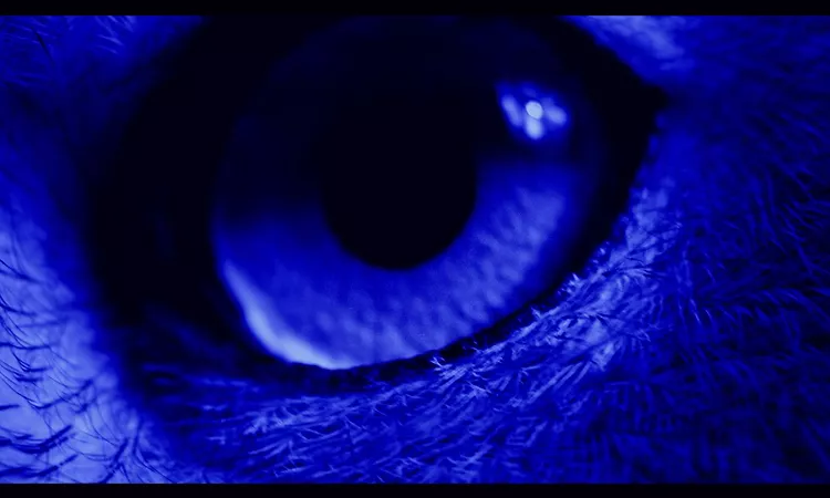 Ben Frost - All That You Love Will Be Eviscerated (Official Video)