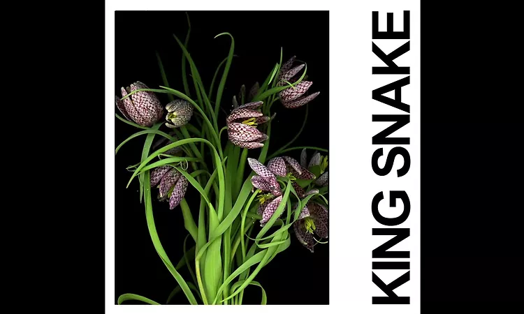 IDLES - KING SNAKE (Official Audio)