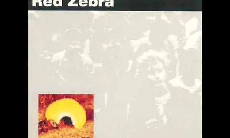 Red Zebra / Innocent People