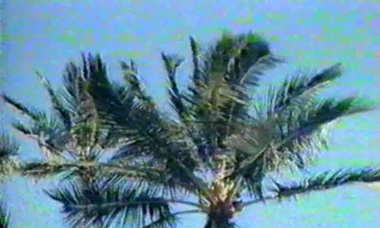 Trade Wind - The WaveSailing Film