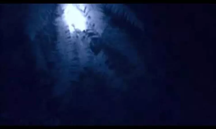 The Knife - Forest Families