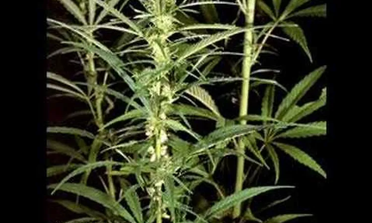 Eek A Mouse - Ganja Smuggling