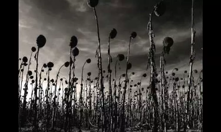 Dead Can Dance - Amnesia