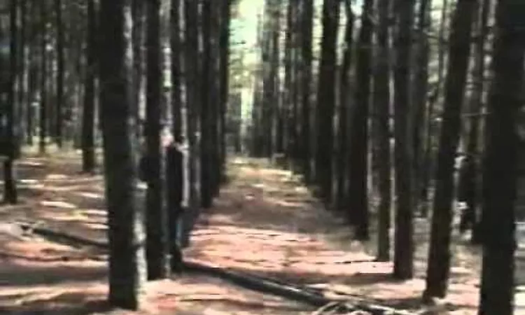 Sparklehorse feat. Nina Persson - Gold Day (Official Video)