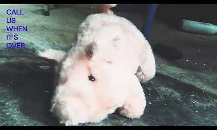 Tiny Legs Tim ?Call Us When It's Over ? Album Teaser